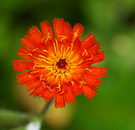 قلم موی شیطان